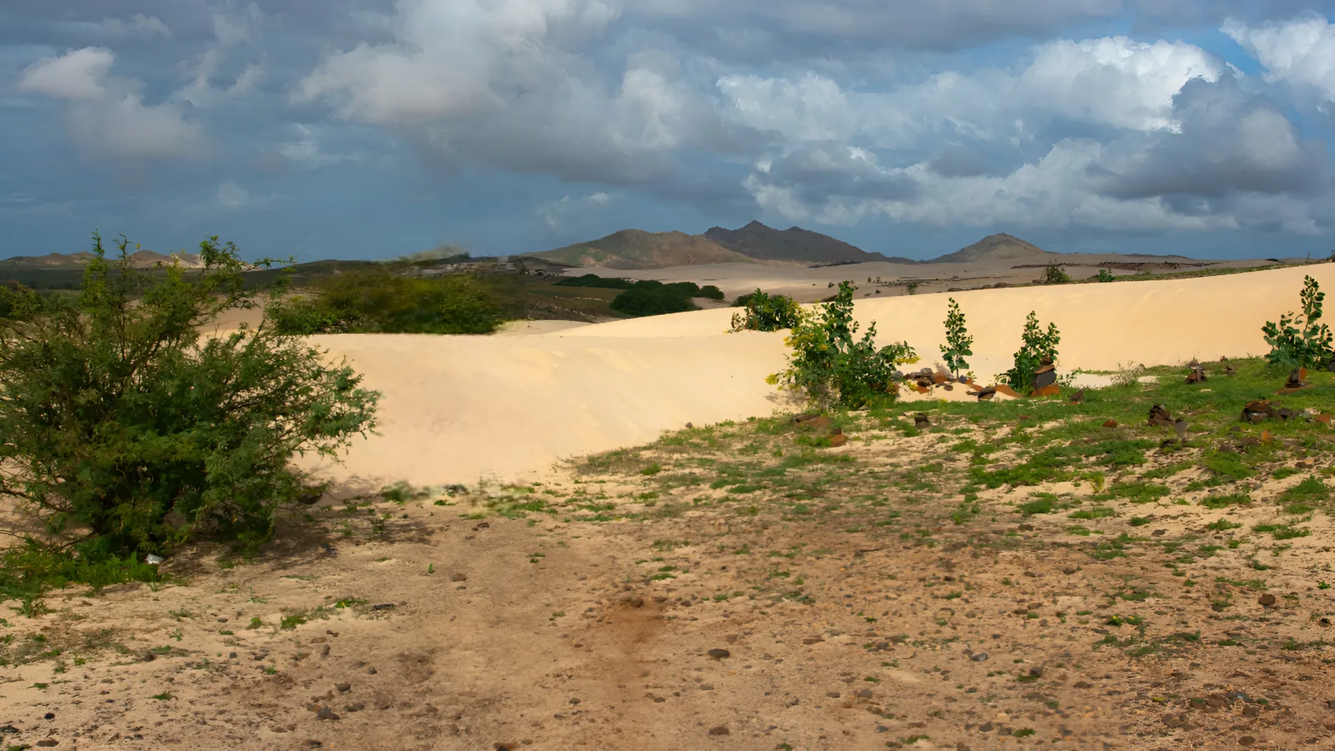 Bahía de los Tiburones (Shark Bay)