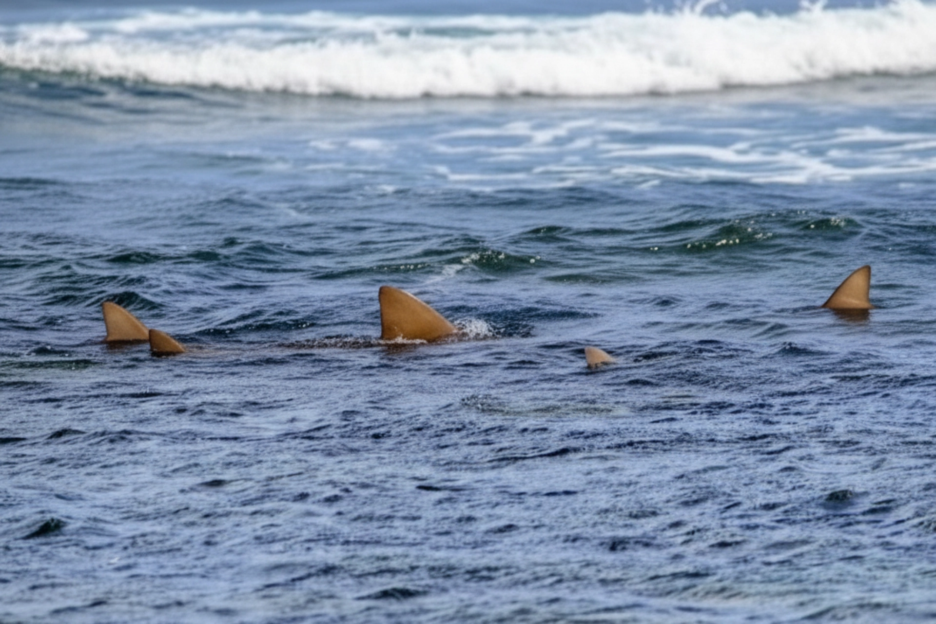 Baie des Requins (Shark Bay)