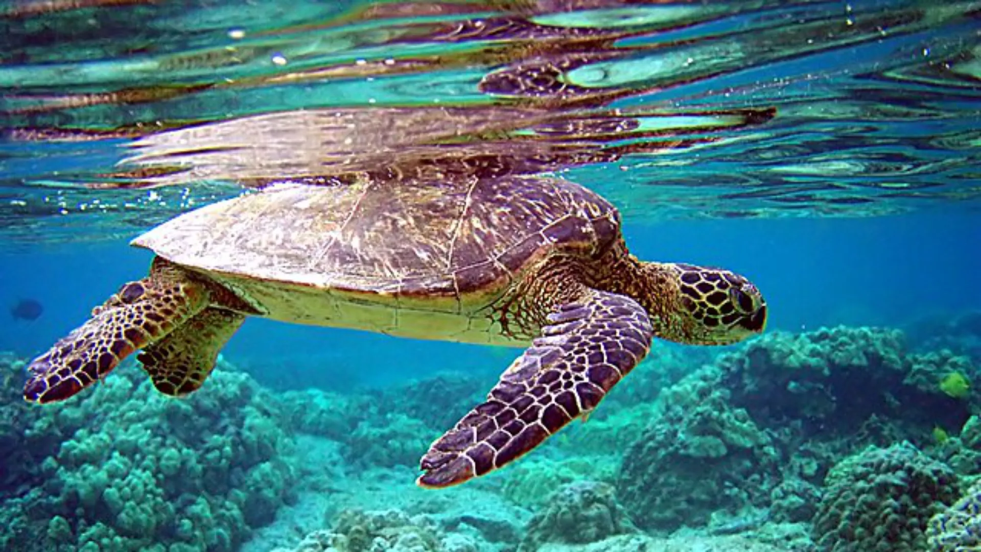 Observação de Tartarugas Marinhas